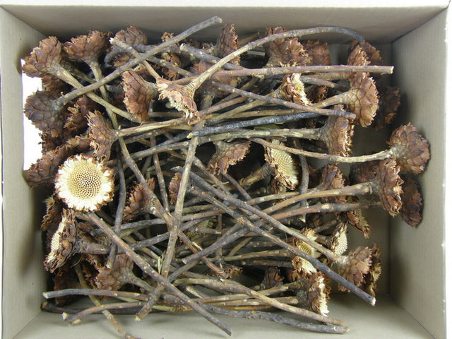 Image for Protea margareta natur deschis 85buc.