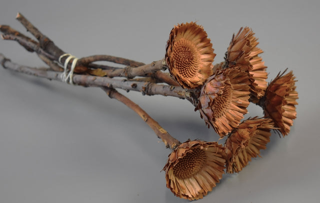 Image for Protea margareta obtusifolia 6-7cm