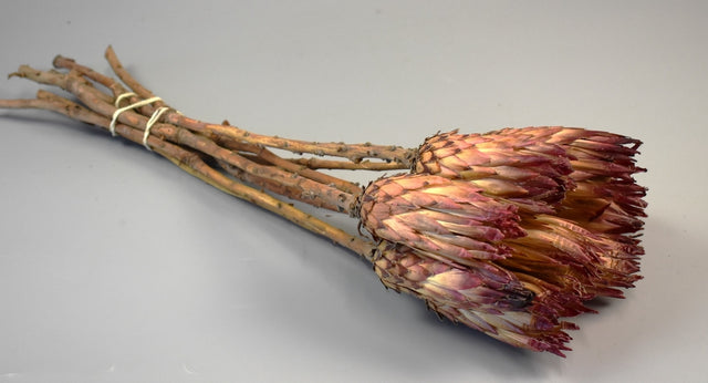 Image for Protea obtusifolia natur