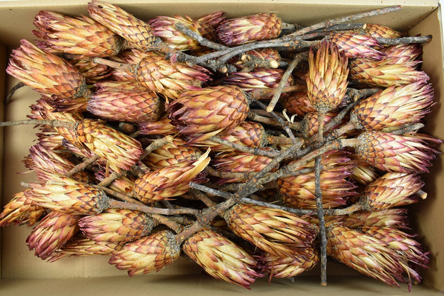 Image for Protea obtusifolia natur