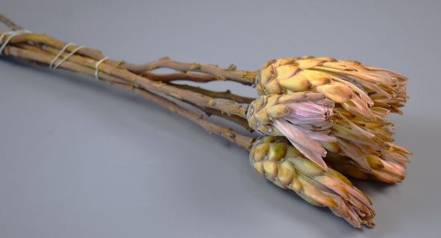 Image for Protea pink natur