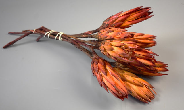 Image for Protea rosu boboc natur