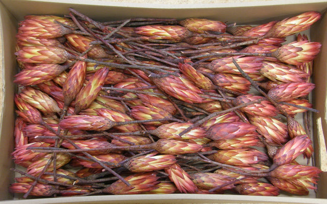 Image for Protea boboci rosu natur