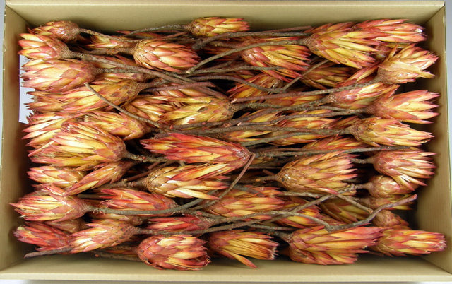 Image for Protea rosu cal. II.