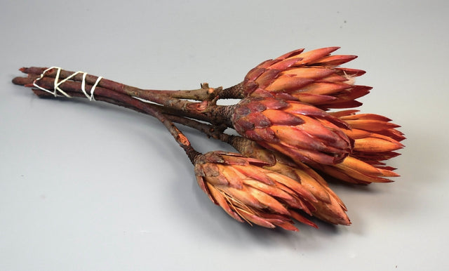 Image for Protea rosu natur