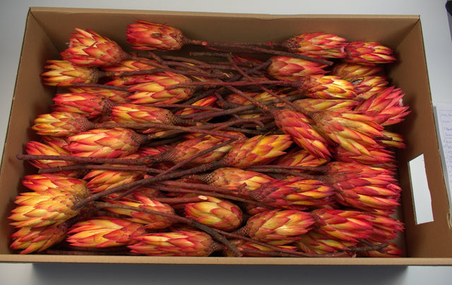 Image for Protea rosu