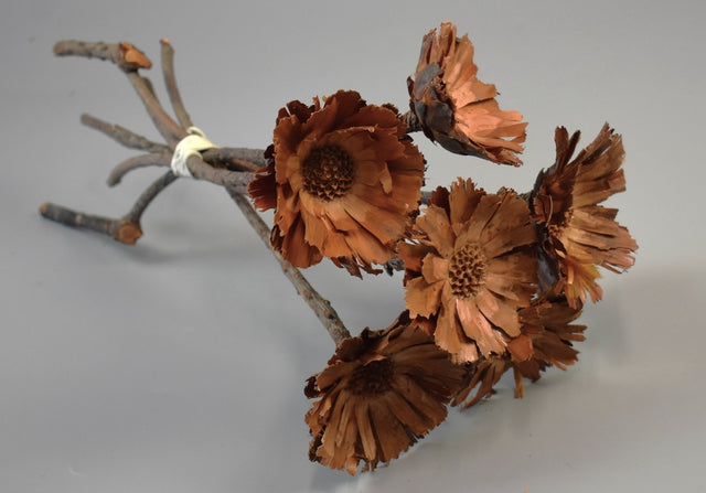 Image for Protea rosetta 6-7 cm natur