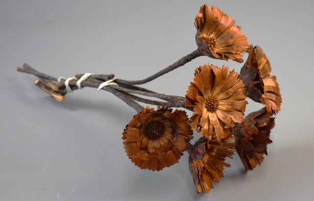 Image for Protea rosetta 6-7 cm natur deschis