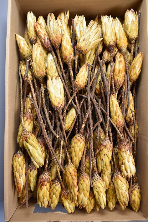 Image for Protea galben natur cal.II
