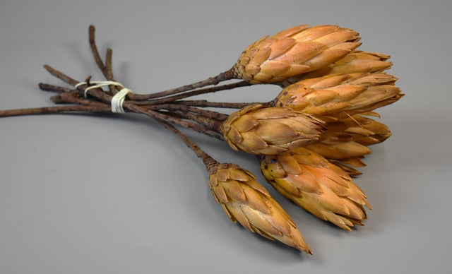 Image for Protea galben boboci