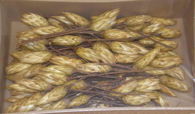 Image for Protea galben natur boboci