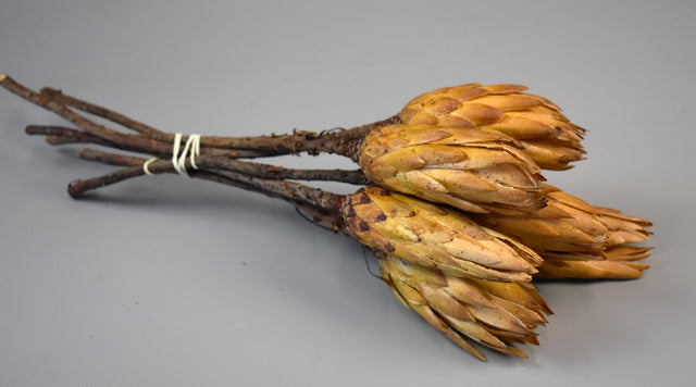 Image for Protea galben natur