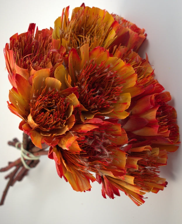 Image for Protea taiat rosu