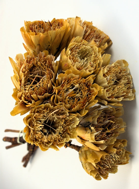 Image for Protea taiat galben