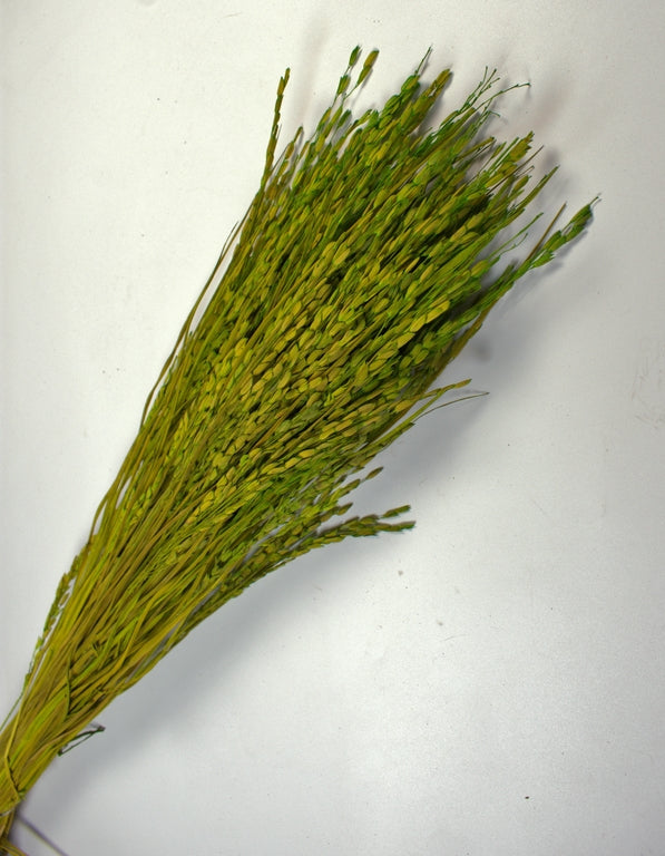 Image for Orez 100gr verde deschis