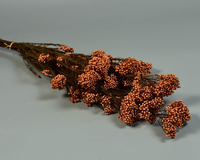 Image for Floare orez prep.portocaliu