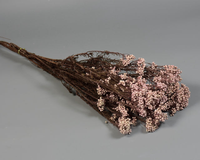 Image for Floare orez prep. roz