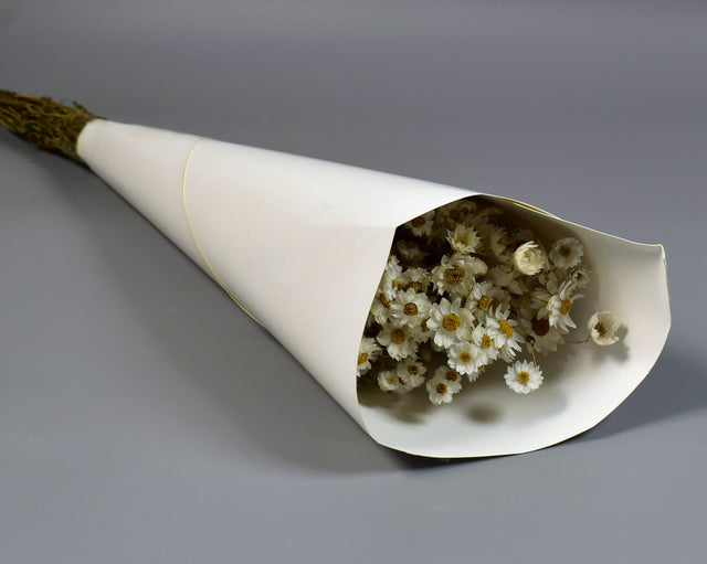 Image for Rodanthe natur