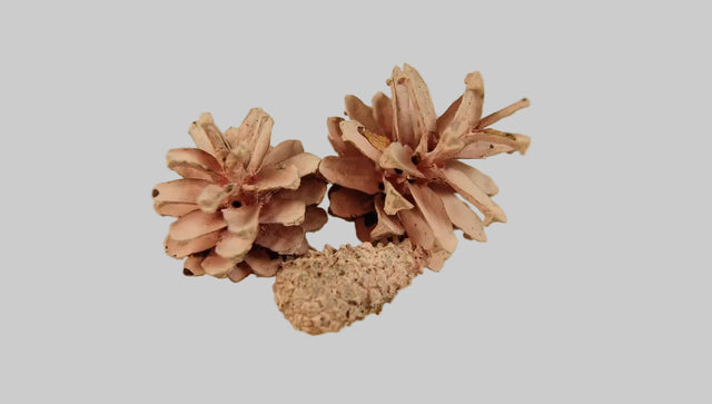 Image for Conuri de pin vopsit roz