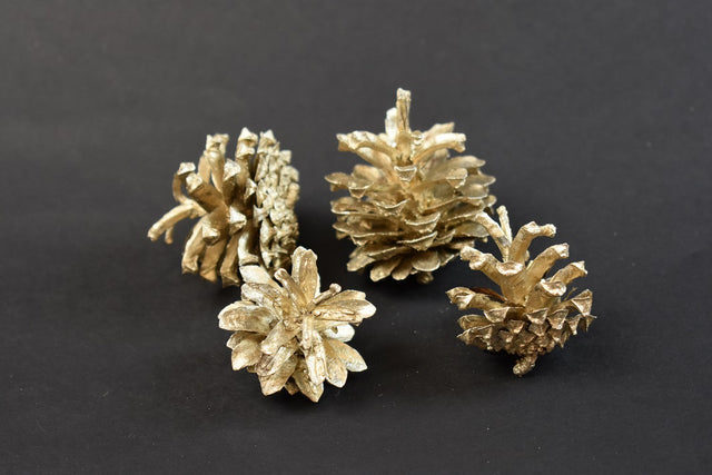 Image for Conuri trandafiri sampanie