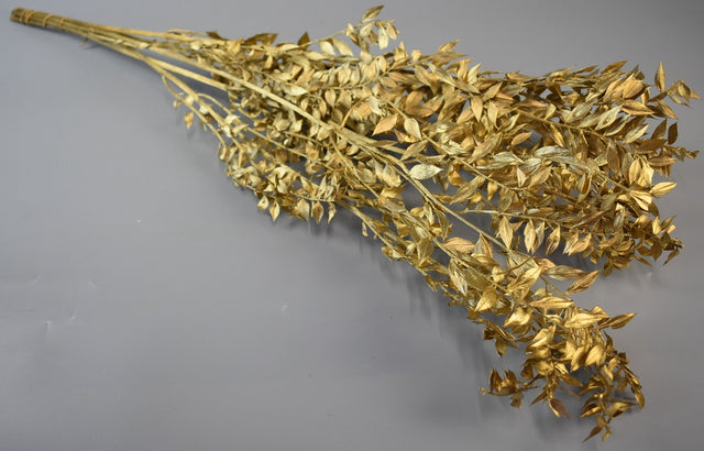 Image for Ruscus auriu