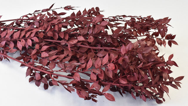 Image for Ruscus bordeaux