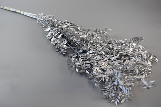 Image for Ruscus argintiu