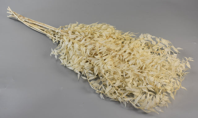 Image for Ruscus inalbit