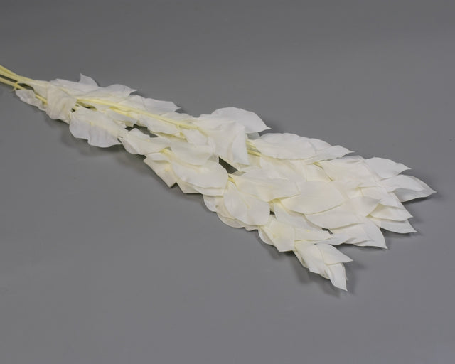 Image for Ruscus Israel prep. inalbit