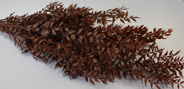 Image for Ruscus portocaliu