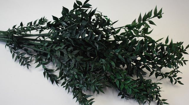 Image for Ruscus verde inchis