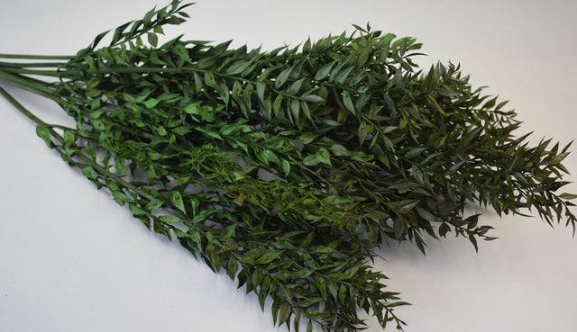 Image for Ruscus verde deschis