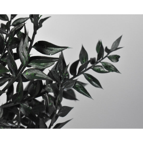 Ruscus verde inchis