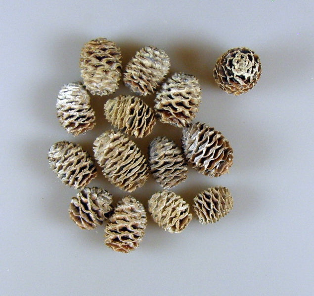 Image for Sabulosum vopsit alb