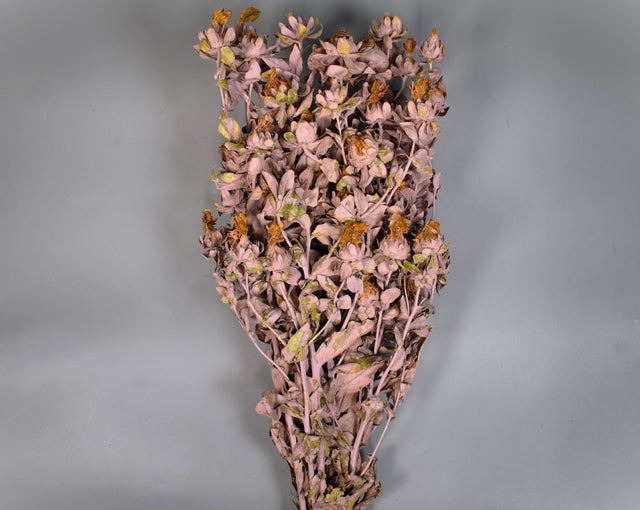 Image for Sofran 150gr vopsit nalba