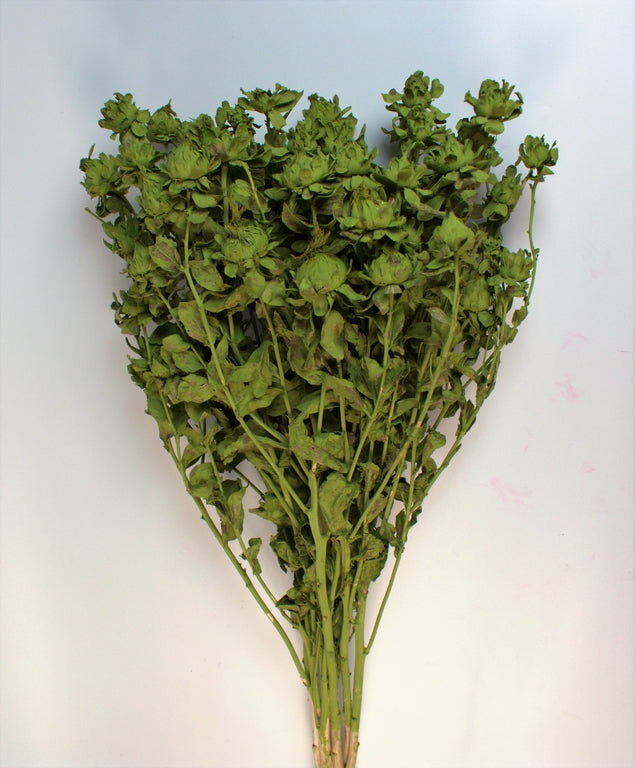 Image for Sofran 150gr vopsit verde oliv