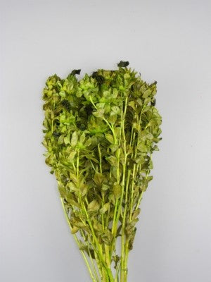 Image for Sofran 150gr verde deschis