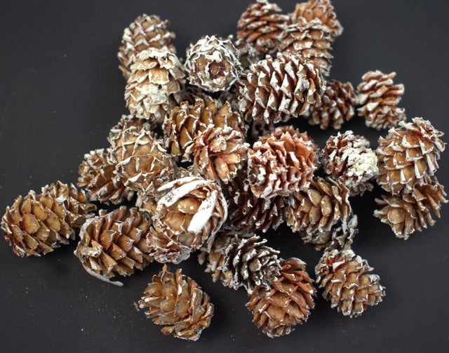 Image for Salignum inzapezit