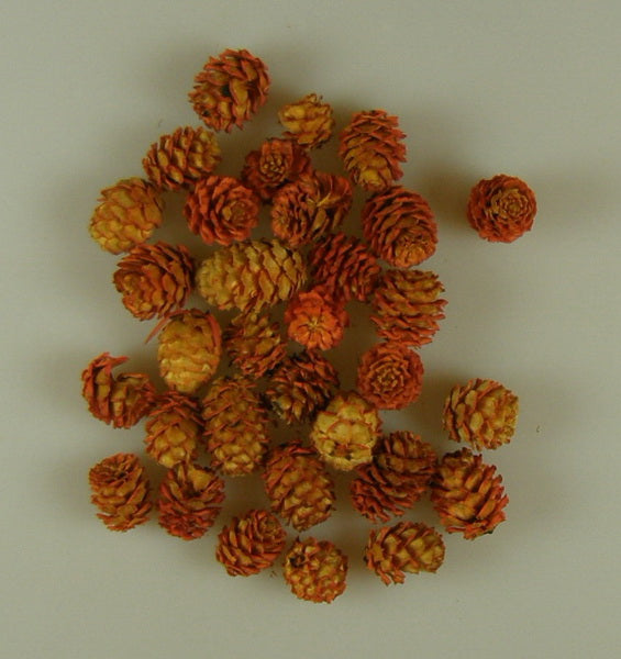 Image for Salignum portocaliu