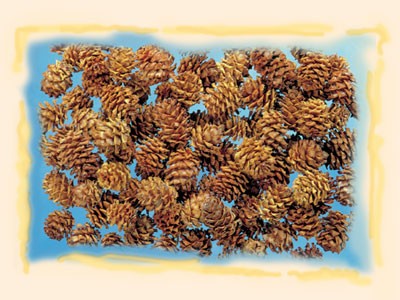 Image for Salignum natur