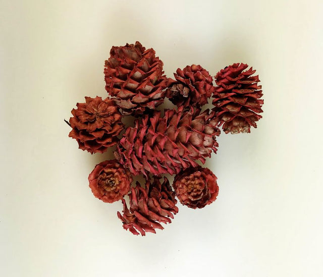 Image for Salignum rosu