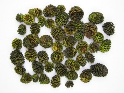 Image for Salignum verde deschis