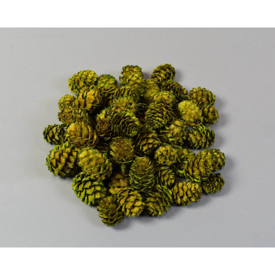 Salignum verde deschis