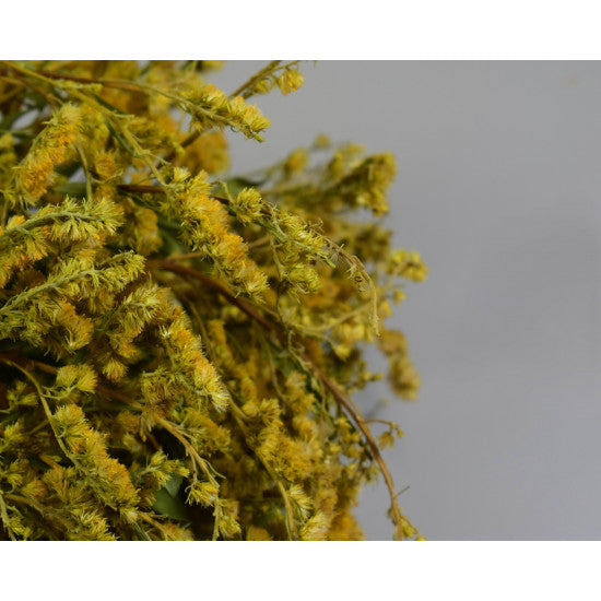 Solidago natur