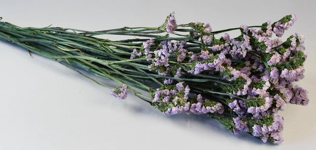 Image for Statice sinuata prep.mov