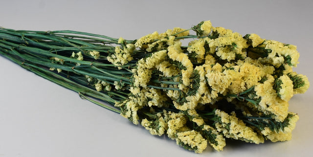 Image for Statice sinuata prep.galben