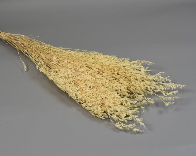 Image for Limonium latifolium prep. inalbit