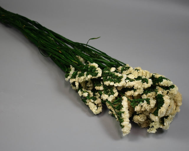 Image for Limonium sinuatum prep.alb