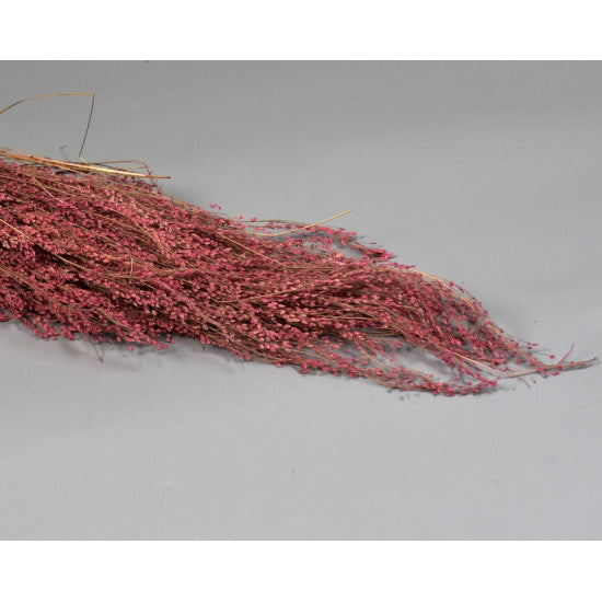 Star grass inalbit roz