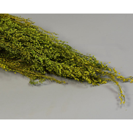 Star Grass verde deschis
